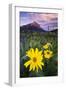 USA, Colorado, Mt. Crested Butte. Meadow Wildflowers at Sunset-Jaynes Gallery-Framed Photographic Print