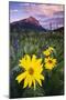 USA, Colorado, Mt. Crested Butte. Meadow Wildflowers at Sunset-Jaynes Gallery-Mounted Photographic Print