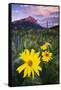 USA, Colorado, Mt. Crested Butte. Meadow Wildflowers at Sunset-Jaynes Gallery-Framed Stretched Canvas