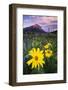 USA, Colorado, Mt. Crested Butte. Meadow Wildflowers at Sunset-Jaynes Gallery-Framed Photographic Print