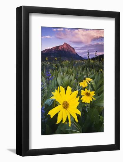 USA, Colorado, Mt. Crested Butte. Meadow Wildflowers at Sunset-Jaynes Gallery-Framed Photographic Print