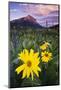 USA, Colorado, Mt. Crested Butte. Meadow Wildflowers at Sunset-Jaynes Gallery-Mounted Photographic Print