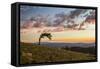 USA, Colorado, Mt. Evans. Bristlecone pine and clouds at sunrise.-Cathy and Gordon Illg-Framed Stretched Canvas