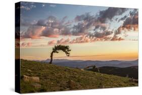 USA, Colorado, Mt. Evans. Bristlecone pine and clouds at sunrise.-Cathy and Gordon Illg-Stretched Canvas