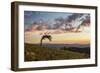 USA, Colorado, Mt. Evans. Bristlecone pine and clouds at sunrise.-Cathy and Gordon Illg-Framed Photographic Print