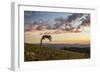 USA, Colorado, Mt. Evans. Bristlecone pine and clouds at sunrise.-Cathy and Gordon Illg-Framed Photographic Print