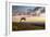 USA, Colorado, Mt. Evans. Bristlecone pine and clouds at sunrise.-Cathy and Gordon Illg-Framed Photographic Print