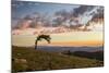 USA, Colorado, Mt. Evans. Bristlecone pine and clouds at sunrise.-Cathy and Gordon Illg-Mounted Photographic Print