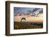 USA, Colorado, Mt. Evans. Bristlecone pine and clouds at sunrise.-Cathy and Gordon Illg-Framed Photographic Print