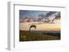 USA, Colorado, Mt. Evans. Bristlecone pine and clouds at sunrise.-Cathy and Gordon Illg-Framed Photographic Print