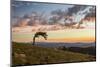 USA, Colorado, Mt. Evans. Bristlecone pine and clouds at sunrise.-Cathy and Gordon Illg-Mounted Photographic Print