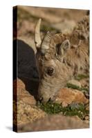 USA, Colorado, Mt. Evans. Close-up of bighorn sheep grazing.-Cathy and Gordon Illg-Stretched Canvas
