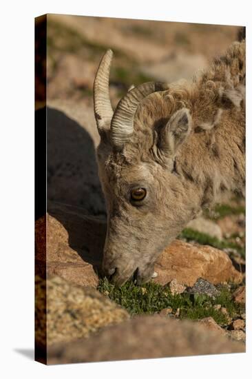 USA, Colorado, Mt. Evans. Close-up of bighorn sheep grazing.-Cathy and Gordon Illg-Stretched Canvas