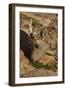 USA, Colorado, Mt. Evans. Close-up of bighorn sheep grazing.-Cathy and Gordon Illg-Framed Photographic Print