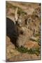 USA, Colorado, Mt. Evans. Close-up of bighorn sheep grazing.-Cathy and Gordon Illg-Mounted Photographic Print