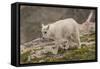 USA, Colorado, Mt. Evans. Close-up of mountain goat kid.-Cathy and Gordon Illg-Framed Stretched Canvas