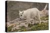 USA, Colorado, Mt. Evans. Close-up of mountain goat kid.-Cathy and Gordon Illg-Stretched Canvas