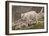 USA, Colorado, Mt. Evans. Close-up of mountain goat kid.-Cathy and Gordon Illg-Framed Photographic Print