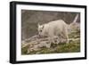USA, Colorado, Mt. Evans. Close-up of mountain goat kid.-Cathy and Gordon Illg-Framed Photographic Print
