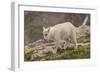 USA, Colorado, Mt. Evans. Close-up of mountain goat kid.-Cathy and Gordon Illg-Framed Photographic Print