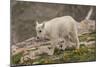 USA, Colorado, Mt. Evans. Close-up of mountain goat kid.-Cathy and Gordon Illg-Mounted Photographic Print