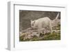 USA, Colorado, Mt. Evans. Close-up of mountain goat kid.-Cathy and Gordon Illg-Framed Photographic Print