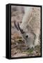 USA, Colorado, Mt. Evans. Mountain goat grazing.-Cathy and Gordon Illg-Framed Stretched Canvas