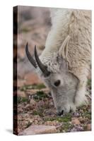 USA, Colorado, Mt. Evans. Mountain goat grazing.-Cathy and Gordon Illg-Stretched Canvas