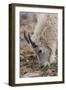 USA, Colorado, Mt. Evans. Mountain goat grazing.-Cathy and Gordon Illg-Framed Photographic Print