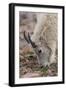 USA, Colorado, Mt. Evans. Mountain goat grazing.-Cathy and Gordon Illg-Framed Photographic Print