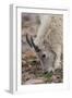 USA, Colorado, Mt. Evans. Mountain goat grazing.-Cathy and Gordon Illg-Framed Photographic Print