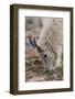 USA, Colorado, Mt. Evans. Mountain goat grazing.-Cathy and Gordon Illg-Framed Photographic Print