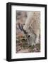 USA, Colorado, Mt. Evans. Mountain goat grazing.-Cathy and Gordon Illg-Framed Photographic Print