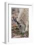 USA, Colorado, Mt. Evans. Mountain goat grazing.-Cathy and Gordon Illg-Framed Photographic Print