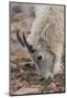 USA, Colorado, Mt. Evans. Mountain goat grazing.-Cathy and Gordon Illg-Mounted Photographic Print