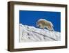 USA, Colorado, Mt. Evans. Mountain goat walks on summer snow.-Cathy and Gordon Illg-Framed Photographic Print