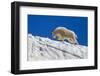 USA, Colorado, Mt. Evans. Mountain goat walks on summer snow.-Cathy and Gordon Illg-Framed Photographic Print