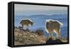 USA, Colorado, Mt. Evans. Mountain goats and scenery.-Cathy and Gordon Illg-Framed Stretched Canvas