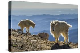 USA, Colorado, Mt. Evans. Mountain goats and scenery.-Cathy and Gordon Illg-Stretched Canvas
