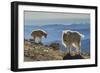 USA, Colorado, Mt. Evans. Mountain goats and scenery.-Cathy and Gordon Illg-Framed Photographic Print