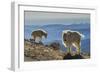 USA, Colorado, Mt. Evans. Mountain goats and scenery.-Cathy and Gordon Illg-Framed Photographic Print