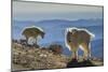 USA, Colorado, Mt. Evans. Mountain goats and scenery.-Cathy and Gordon Illg-Mounted Photographic Print