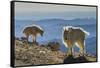 USA, Colorado, Mt. Evans. Mountain goats and scenery.-Cathy and Gordon Illg-Framed Stretched Canvas