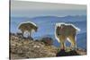 USA, Colorado, Mt. Evans. Mountain goats and scenery.-Cathy and Gordon Illg-Stretched Canvas