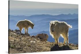 USA, Colorado, Mt. Evans. Mountain goats and scenery.-Cathy and Gordon Illg-Stretched Canvas