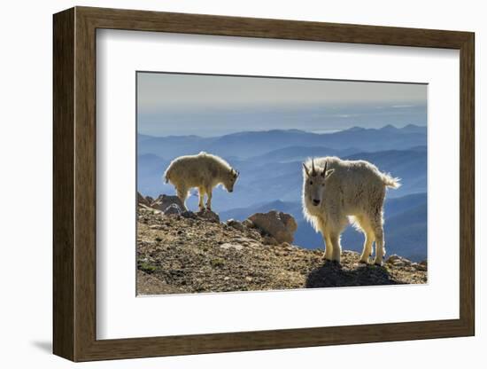 USA, Colorado, Mt. Evans. Mountain goats and scenery.-Cathy and Gordon Illg-Framed Photographic Print