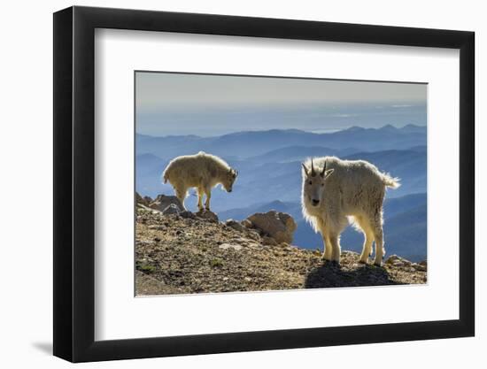 USA, Colorado, Mt. Evans. Mountain goats and scenery.-Cathy and Gordon Illg-Framed Photographic Print