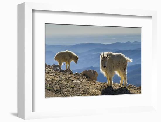 USA, Colorado, Mt. Evans. Mountain goats and scenery.-Cathy and Gordon Illg-Framed Photographic Print