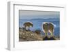 USA, Colorado, Mt. Evans. Mountain goats and scenery.-Cathy and Gordon Illg-Framed Photographic Print