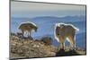 USA, Colorado, Mt. Evans. Mountain goats and scenery.-Cathy and Gordon Illg-Mounted Photographic Print